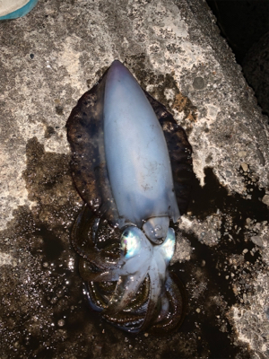 南紀白浜アオリイカ