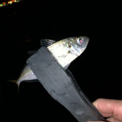 港区マイポイントでアジング