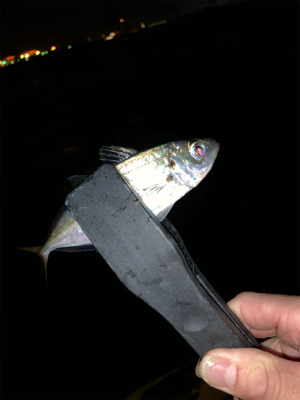 港区マイポイントでアジング