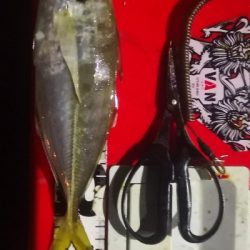 アジング練習 218