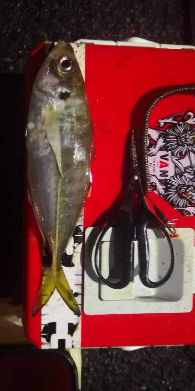 アジング練習 218