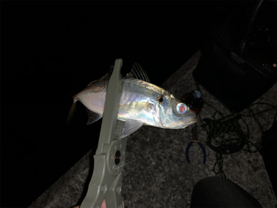 終業後、アジング修行。