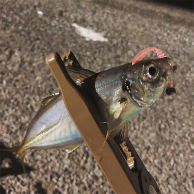 昨日サビキ、今日はアジング