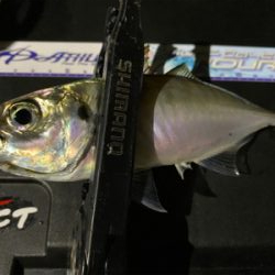 アジ・サバ時々入れ食い