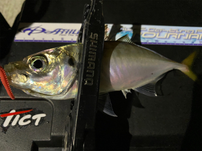 アジ・サバ時々入れ食い