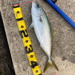 アジングからのショアジギ