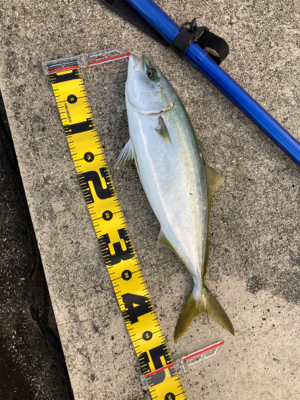 アジングからのショアジギ