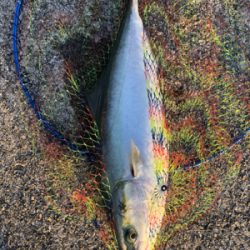 ビッグバッカー強し