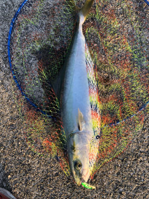 ビッグバッカー強し