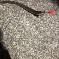 青物取りこぼし多数