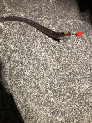 青物取りこぼし多数