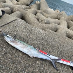 サゴシング❣️