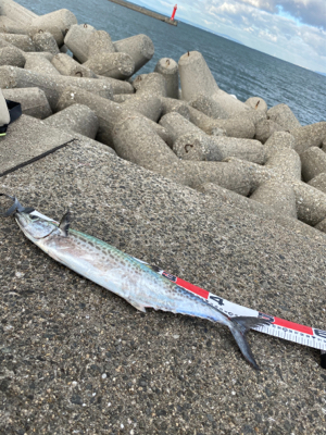 サゴシング❣️