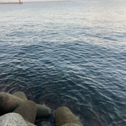 青物～まわってますね