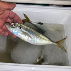 時合いは一瞬!?