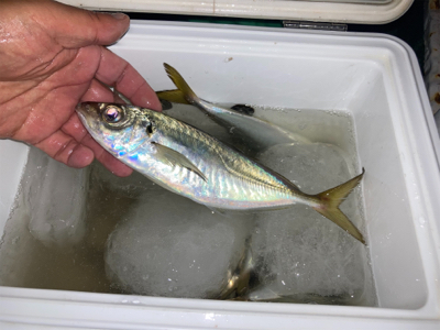 時合いは一瞬！？