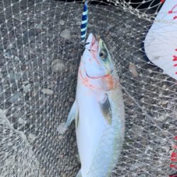 釣りに行けなけくて