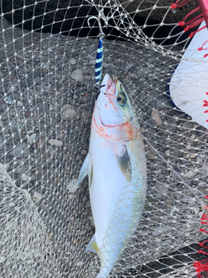 釣りに行けなけくて