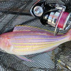 オフショアライトジギング