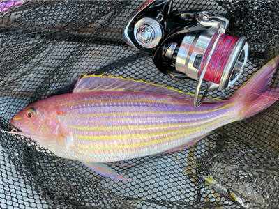 オフショアライトジギング