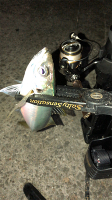 アジングナイト(渋すぎる…)