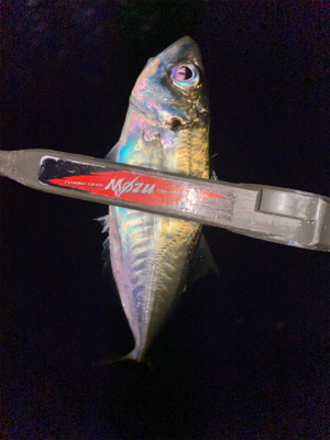 数狙いか型狙いか