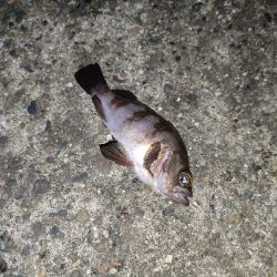 青物が欲しい。