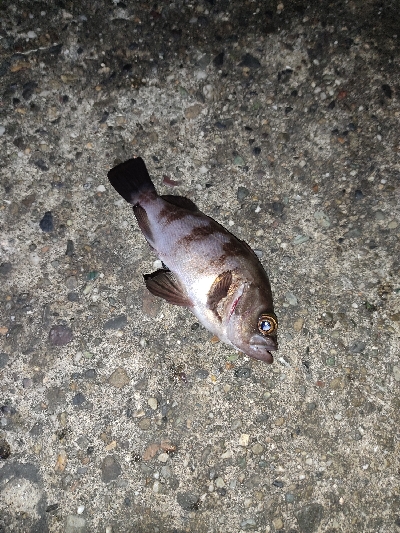 青物が欲しい。