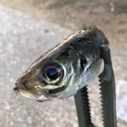 昨年と打って変わって