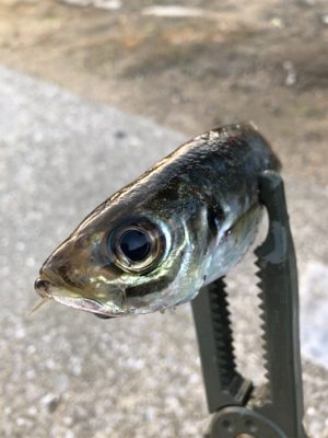 昨年と打って変わって