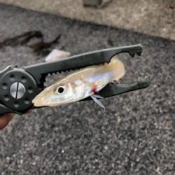 ちょい投げキス アジング