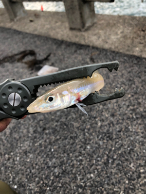 ちょい投げキス アジング