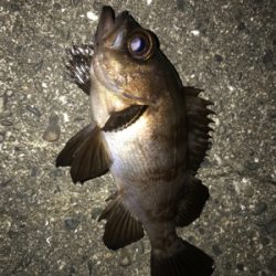 アジ不在アジング