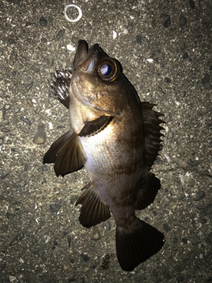 アジ不在アジング