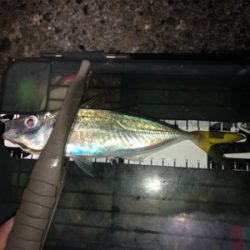 串本港で豆アジング入れ食い