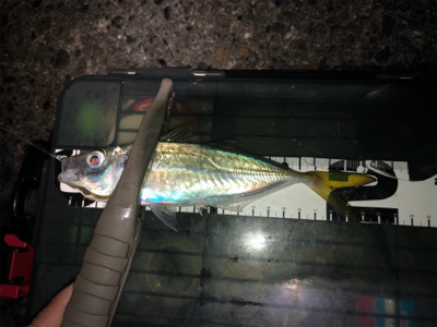 串本港で豆アジング入れ食い