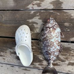 休日といえばアイゴ