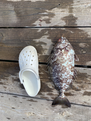 休日といえばアイゴ