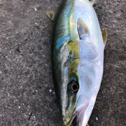 朝マヅメからメジロが釣れました