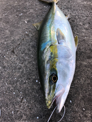 朝マヅメからメジロが釣れました