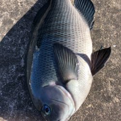 朝からグレが釣れました