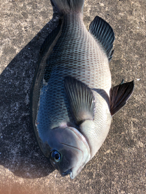 朝からグレが釣れました