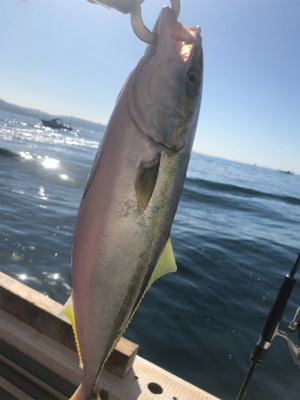 明石　ヒラメ・アコウ・青物