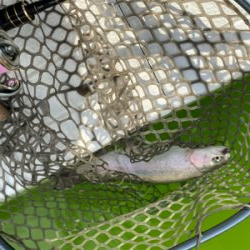 服部トラウト 3連休ド真ん中