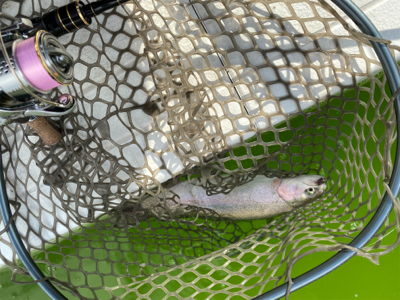 服部トラウト 3連休ド真ん中