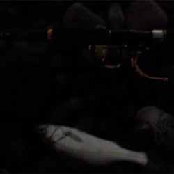 シーバスが来てくれました！