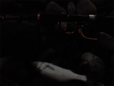 シーバスが来てくれました！