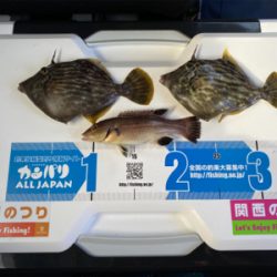 カレイ、カワハギ釣り