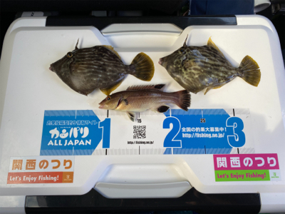 カレイ、カワハギ釣り