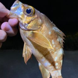 夕まずめ夜にかけて釣行